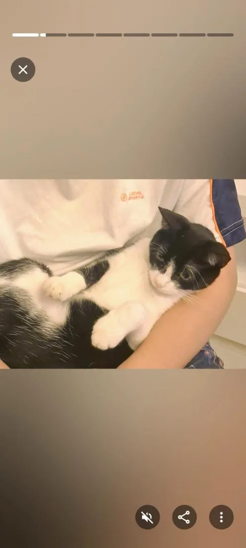 Gato raça SRD-ViraLata idade 2 anos nome mya