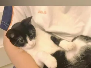 Gato raça SRD-ViraLata idade 2 anos nome mya