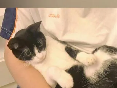 Gato raça SRD-ViraLata idade 2 anos nome mya