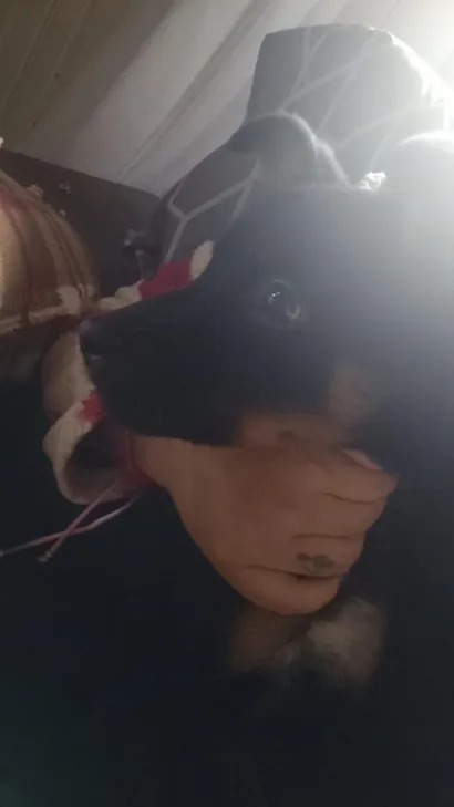 Cachorro raça SRD-ViraLata idade 2 a 6 meses nome Flor 
