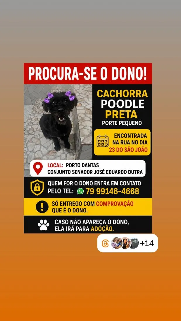 Cachorro raça Poodle idade 2 a 6 meses nome pretinha 