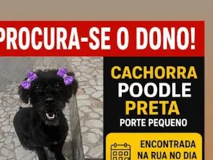 Cachorro raça Poodle idade 2 a 6 meses nome pretinha 