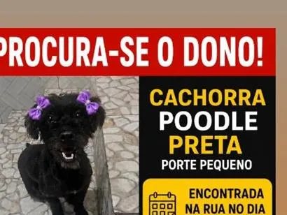 Cachorro raça Poodle idade  nome pretinha 
