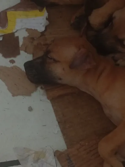 Cachorro raça SRD-ViraLata idade 2 a 6 meses nome princesa 