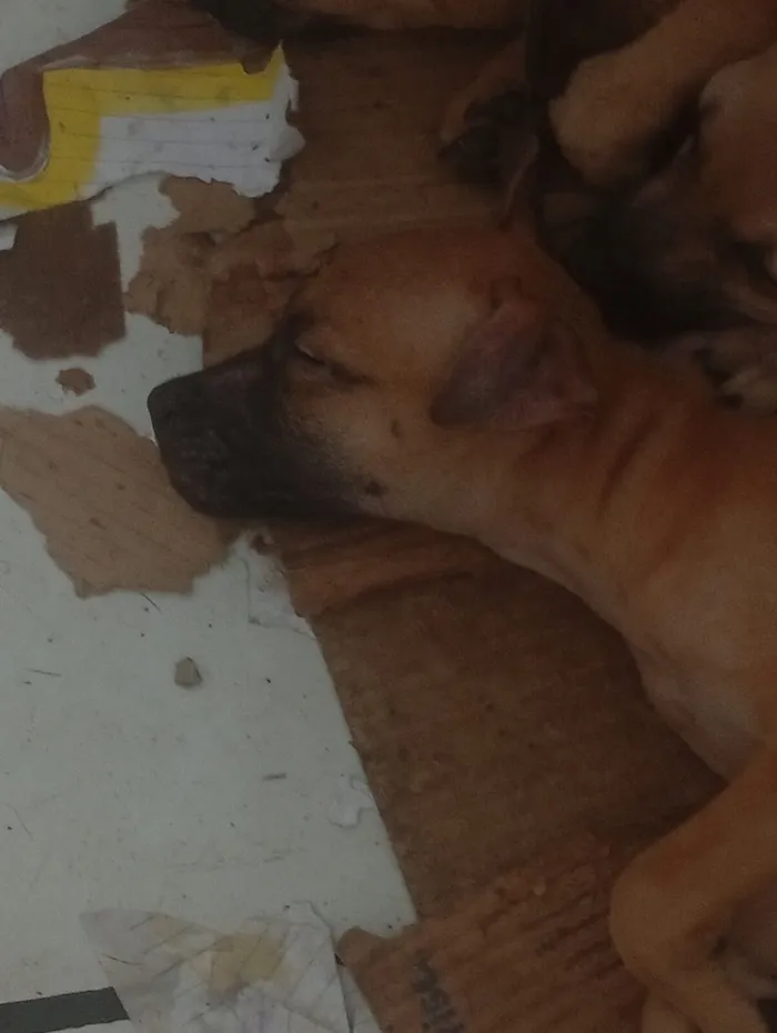 Cachorro raça SRD-ViraLata idade 2 a 6 meses nome princesa 