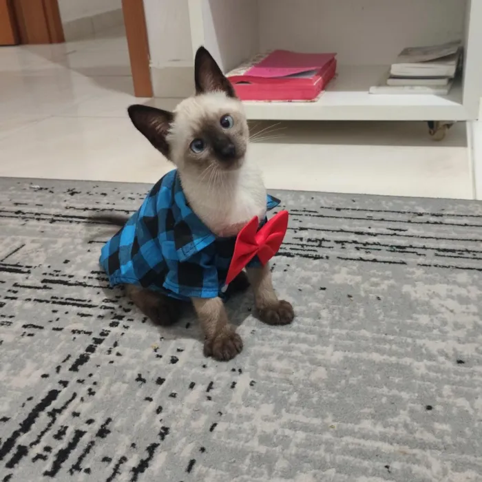 Gato raça Siamês idade 2 a 6 meses nome Théo 
