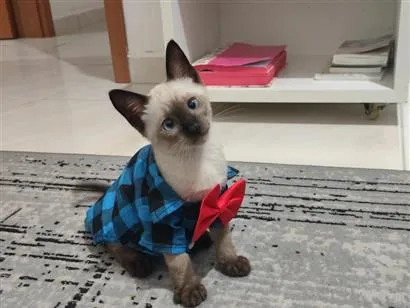 Gato raça Siamês idade 2 a 6 meses nome Théo 