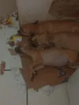 cachorros