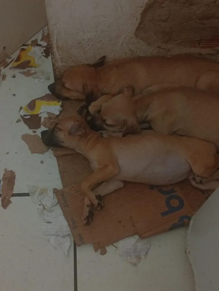 Cachorro raça SRD-ViraLata idade Abaixo de 2 meses nome cachorros