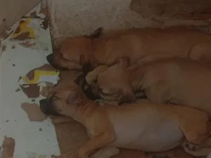 Cachorro raça SRD-ViraLata idade Abaixo de 2 meses nome cachorros