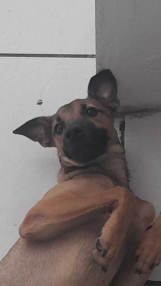 Cachorro raça SRD-ViraLata idade 2 a 6 meses nome pudim