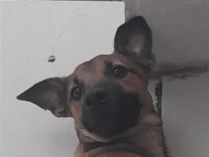 Cachorro raça SRD-ViraLata idade 2 a 6 meses nome pudim