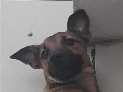 Cachorro raça SRD-ViraLata idade 2 a 6 meses nome pudim