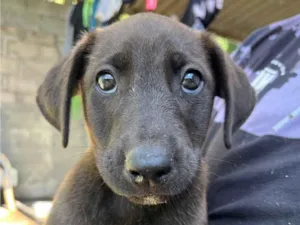 Cachorro raça SRD-ViraLata idade 2 a 6 meses nome Pretinho 