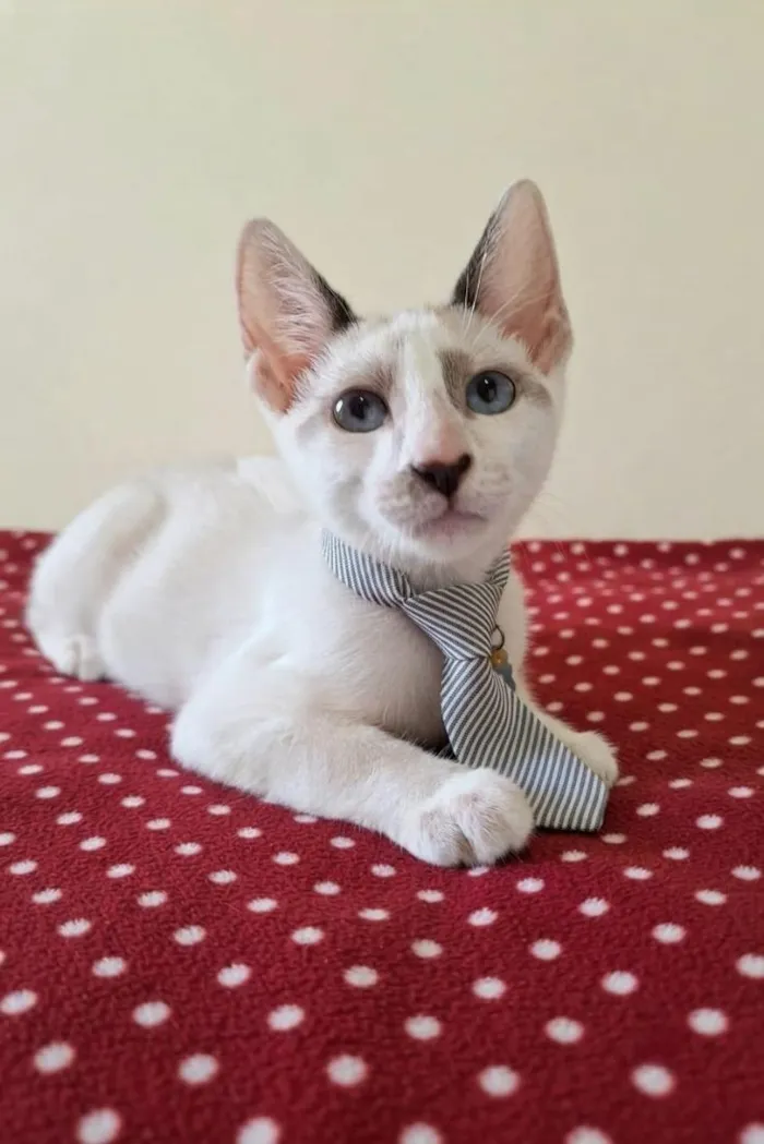 Gato raça SRD-ViraLata idade 2 a 6 meses nome Liam 