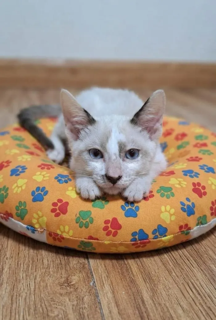 Gato raça SRD-ViraLata idade 2 a 6 meses nome Liam 