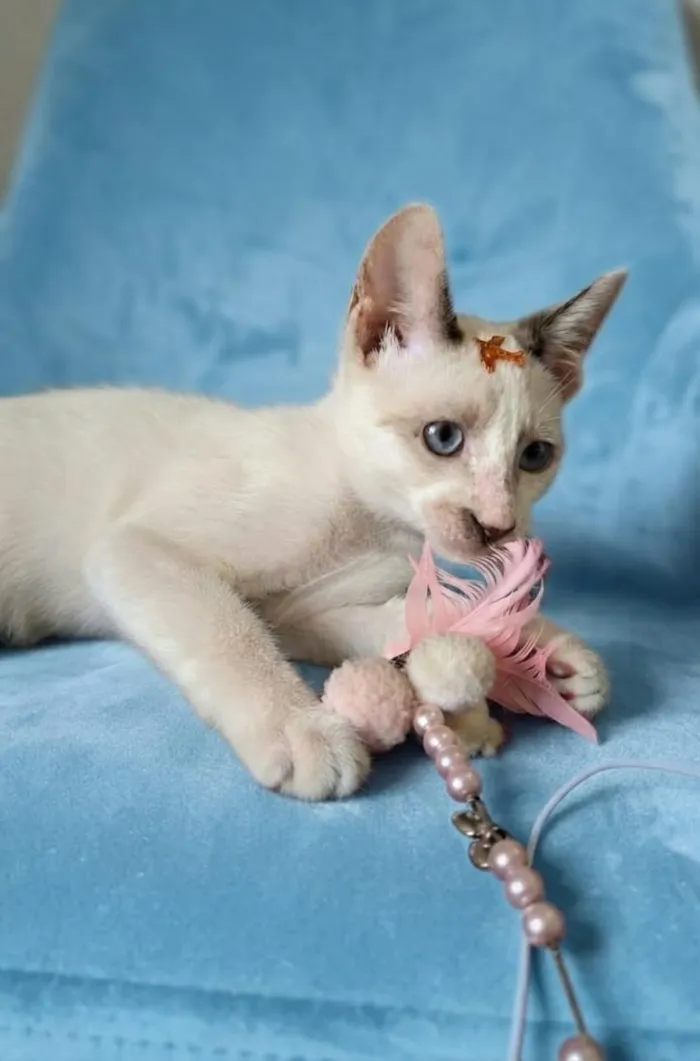 Gato raça SRD-ViraLata idade 2 a 6 meses nome Liam 