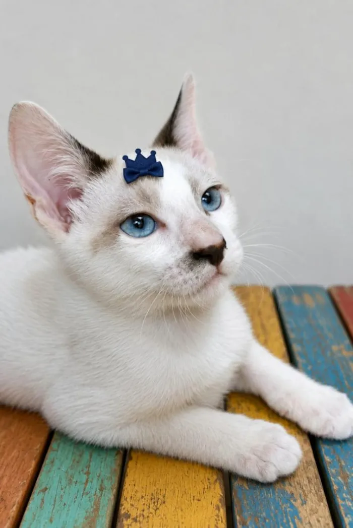 Gato raça SRD-ViraLata idade 2 a 6 meses nome Liam 