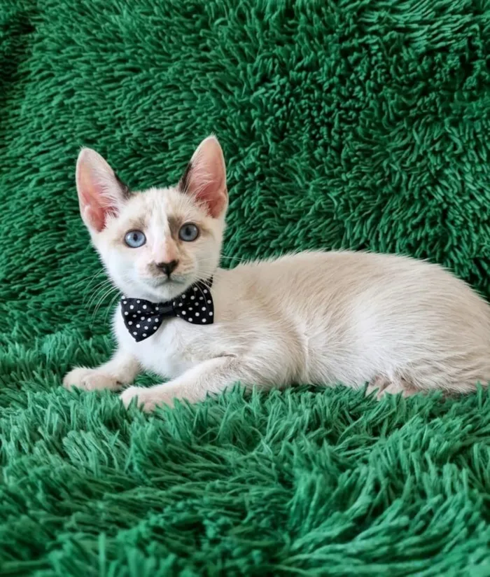 Gato raça SRD-ViraLata idade 2 a 6 meses nome Liam 
