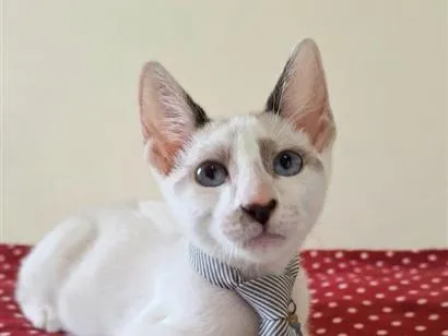 Gato raça SRD-ViraLata idade 2 a 6 meses nome Liam 