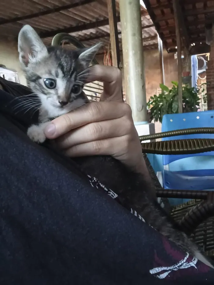 Gato raça SRD-ViraLata idade Abaixo de 2 meses nome Ambos sem nome