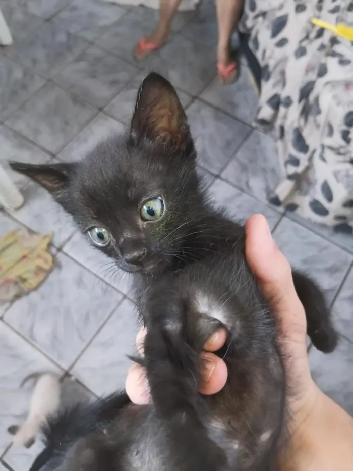 Gato raça SRD-ViraLata idade Abaixo de 2 meses nome Ambos sem nome
