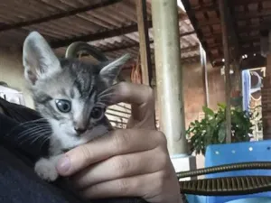 Gato raça SRD-ViraLata idade Abaixo de 2 meses nome Ambos sem nome