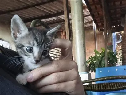 Gato raça SRD-ViraLata idade Abaixo de 2 meses nome Ambos sem nome
