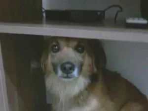 Cachorro raça SRD-ViraLata idade 6 ou mais anos nome Peludinho