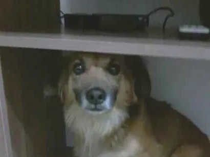 Cachorro raça SRD-ViraLata idade 6 ou mais anos nome Peludinho