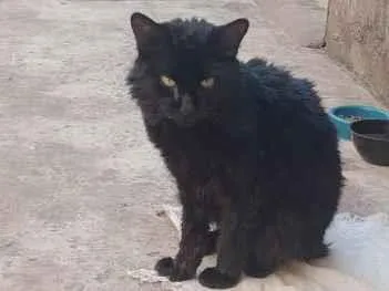 Gato raça SRD-ViraLata idade 7 a 11 meses nome noturno