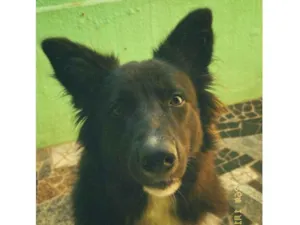 Cachorro raça SRD-ViraLata idade 1 ano nome Zeus