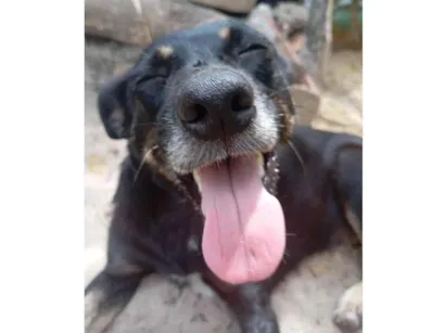 Cachorro raça SRD-ViraLata idade 6 ou mais anos nome Princesa