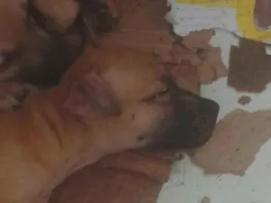 Cachorro raça SRD-ViraLata idade 2 a 6 meses nome princesa 