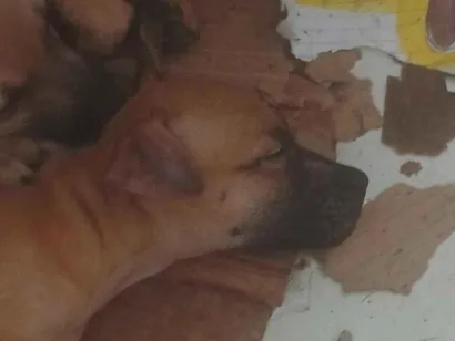 Cachorro raça SRD-ViraLata idade 2 a 6 meses nome princesa 