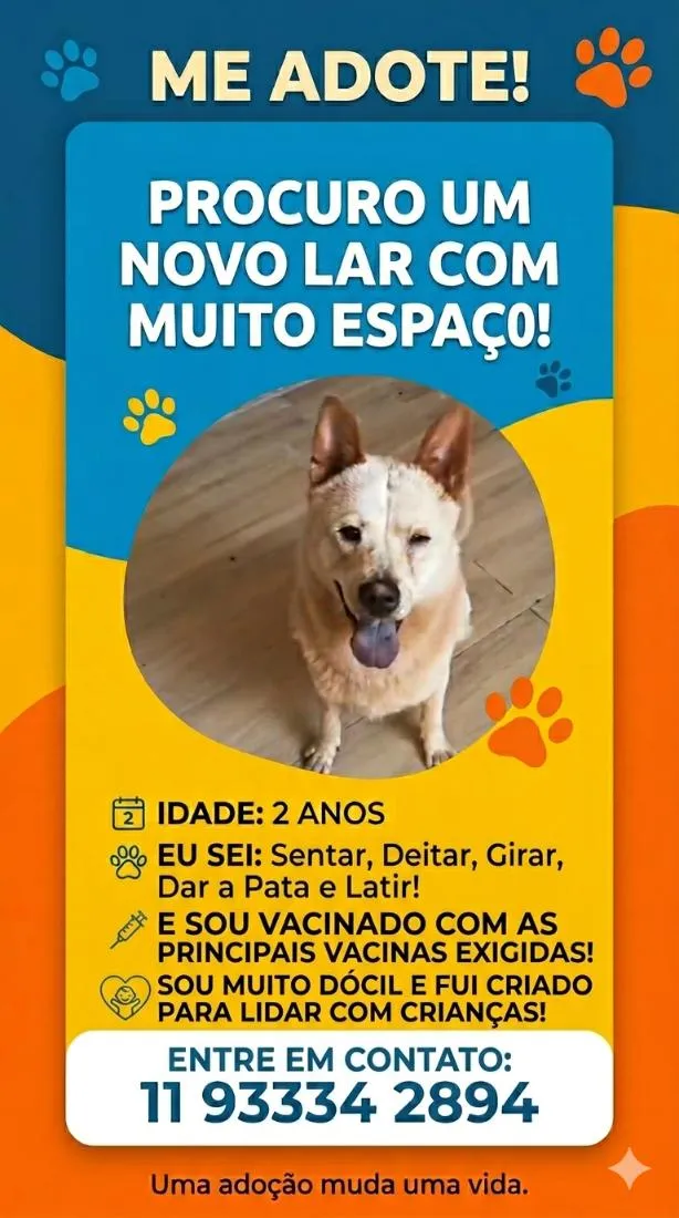 Cachorro raça SRD-ViraLata idade 2 anos nome bleit