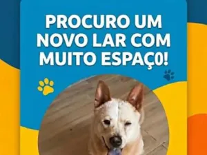 Cachorro raça SRD-ViraLata idade 2 anos nome bleit