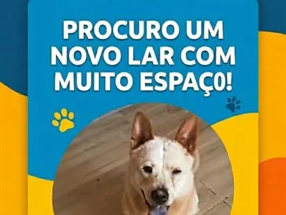 Cachorro raça SRD-ViraLata idade 2 anos nome bleit
