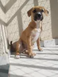 Brisa