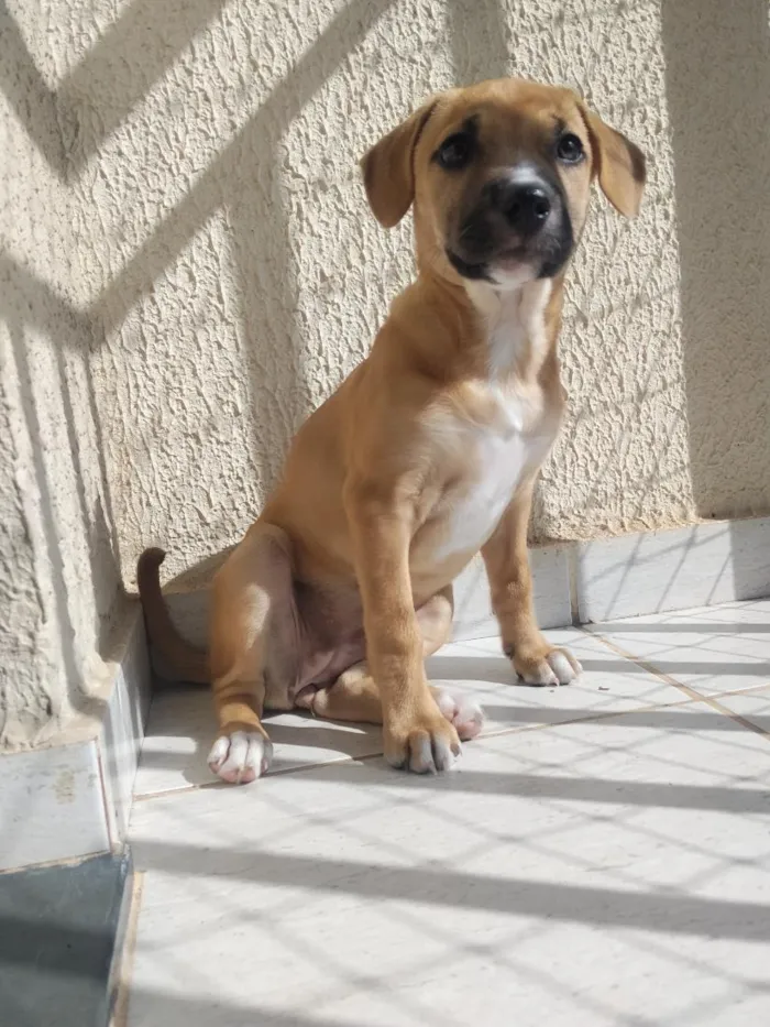 Cachorro raça SRD-ViraLata idade 2 a 6 meses nome Brisa