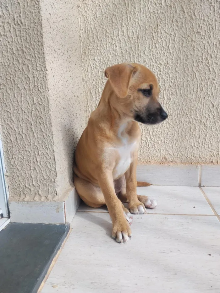 Cachorro raça SRD-ViraLata idade 2 a 6 meses nome Brisa