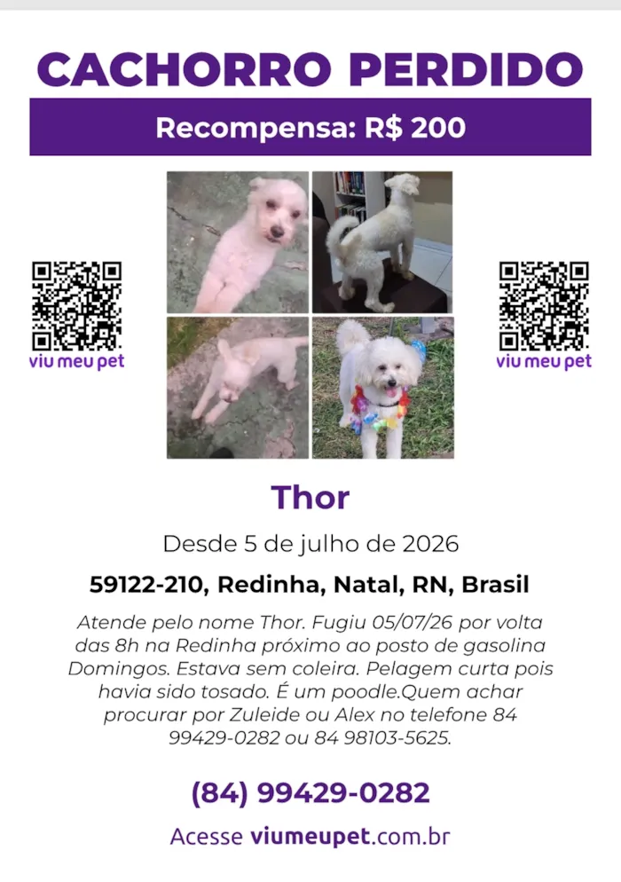 Cachorro raça Poodle idade 2 anos nome Thor