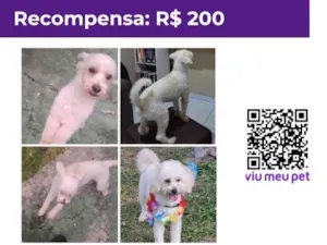 Cachorro raça Poodle idade 2 anos nome Thor