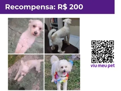 Cachorro raça Poodle idade 2 anos nome Thor