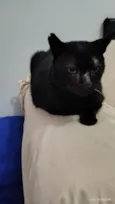 Feiju