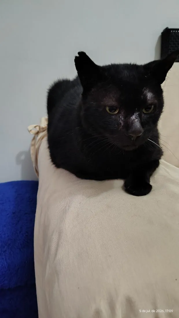Gato raça SRD-ViraLata idade 4 anos nome Feiju