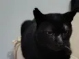 Feiju