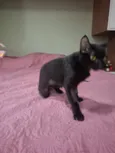 Pérola Negra