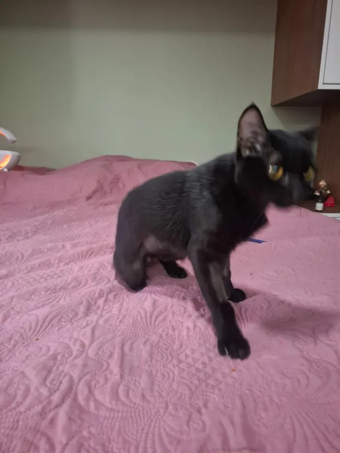 Gato raça SRD-ViraLata idade Abaixo de 2 meses nome Pérola Negra