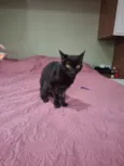 Pérola Negra
